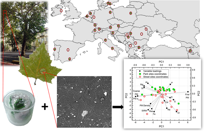How Does the Amount and Composition of PM Deposited on Platanus acerifolia Leaves Change Across Different Cities in Europe?